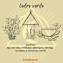 Cedro Verde - comprar online