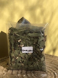 Eucalipto