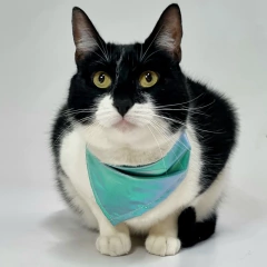Bandana HOLOGRAM AQUA - tienda online