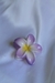Piranha flower colorida - comprar online