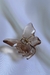 Piranha borboleta - comprar online