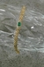 Pulseira corrente com zircônia verde - comprar online
