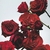 Vela Perfumada Red Roses 200g - Jo Malone London na internet