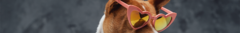 Banner da categoria Pet