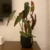 Vaso Pequeno Mesa para Orquídea cachepô 15x18 cm - loja online