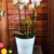 Vaso de Mesa Tipo Cachepot Pote 15 Para Orquídeas