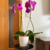 Vaso de Mesa Tipo Cachepot Pote 15 Para Orquídeas - Ideias S&A