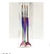 SET PINCELES SERENA PARA GEL X3