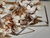 Argolla Rombo Grande - comprar online
