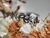 Anillo Olimpo - comprar online