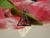 Collar Dije Harry Potter