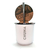 Mate Chuna Anubis - comprar online