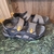 sandalia papete masculina - comprar online