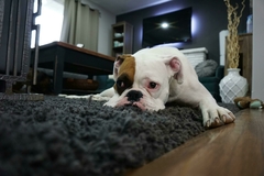 Banner da categoria PetShop