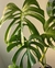 Monstera Deliciosa