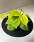 Cordatum Lemon - comprar online