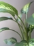 Dieffenbachia Tropic - comprar online