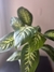 Dieffenbachia Tropic en internet