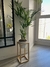 Palmera Areca - comprar online