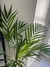 Palmera Areca en internet
