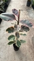 Ficus Elástica Ruby - VINKA