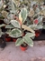 Ficus Elástica Variegado