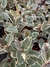 Ficus Elástica Variegado - comprar online
