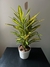 Croton Fideo - comprar online