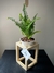 Helecho Jester´s Crown - comprar online