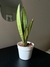 Sansevieria Moonshine