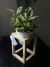 Peperomia Obtusifolia Variegada - comprar online