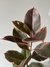Ficus Elástica Ruby - comprar online