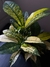 Croton Monalisa - comprar online