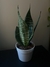 Sansevieria Zeylanica