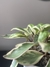 Peperomia Clusiifolia Tricolor en internet