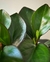 Peperomia Clusiifolia Red Edge - VINKA