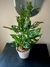 Philodendron Peruviano