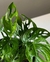 Philodendron Peruviano en internet
