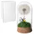 Cúpula Forever Dandelion - comprar online