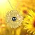 Colar Sunflower na internet