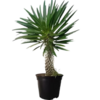 Pachypodium