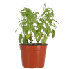 Estevia