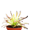 Planta Carnívora Drosera