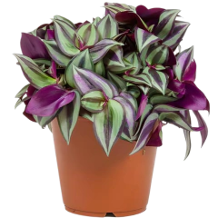 Zebrina Morada