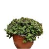Suculenta Callissia