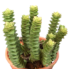 Suculenta Crassula Perforada