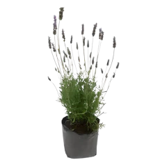 Lavanda