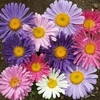 Aster Crisalia