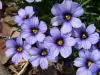 Clavel Velvet Leice