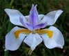 Dietes